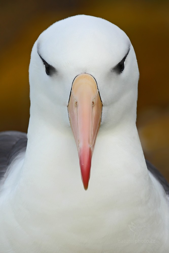 Albatros černobrvý