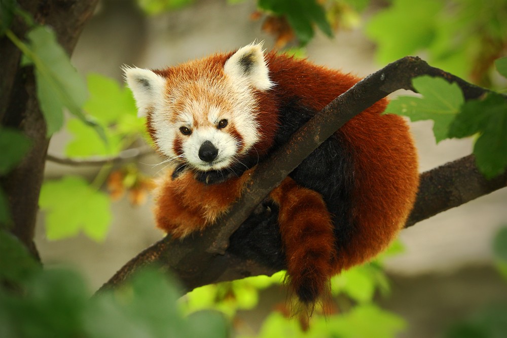 Panda červená