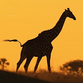 Žirafa angolská