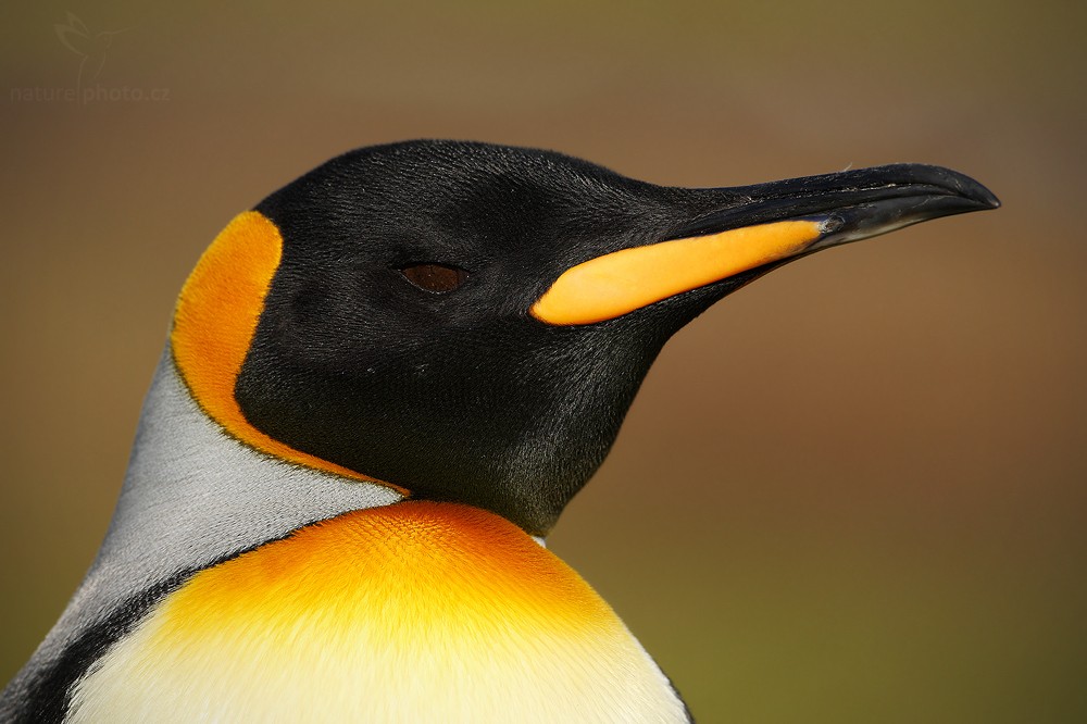 Tučňák patagonský