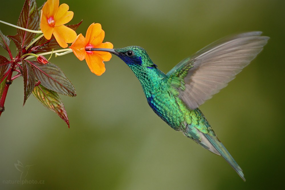Großer Veilchenohrkolibri