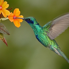 Kolibřík modrolící